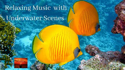 relaxing underwater music